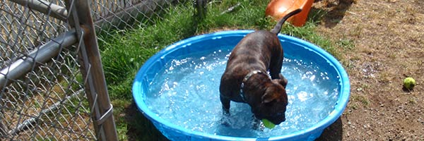 doggy day care sharston