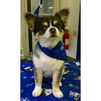 soos Creek Kennels