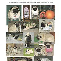 soos Creek Kennels