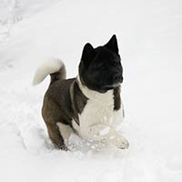 soos Creek Kennels