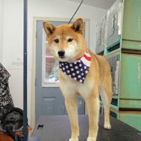 soos Creek Kennels