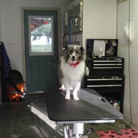 soos Creek Kennels