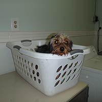 soos Creek Kennels
