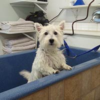 soos Creek Kennels