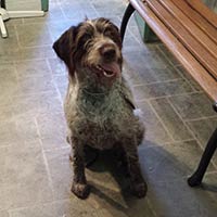 soos Creek Kennels