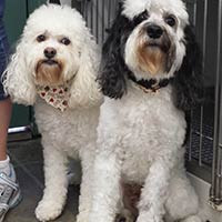 soos Creek Kennels