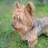 soos Creek Kennels
