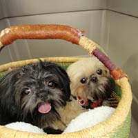 soos Creek Kennels
