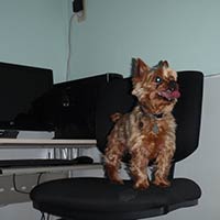 soos Creek Kennels
