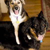 soos Creek Kennels