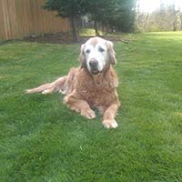 soos Creek Kennels