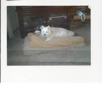 soos Creek Kennels