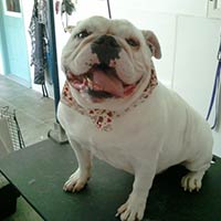 soos Creek Kennels