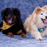 soos Creek Kennels