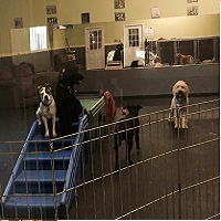 soos Creek Kennels
