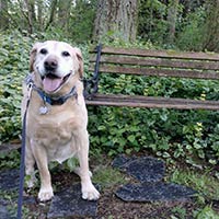 soos Creek Kennels