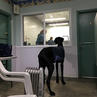soos Creek Kennels