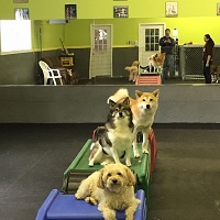 soos Creek Kennels