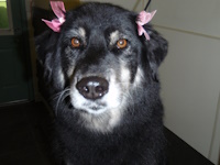 soos Creek Kennels