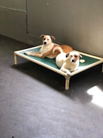 soos Creek Kennels