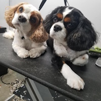 soos Creek Kennels