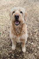 soos Creek Kennels
