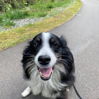 soos Creek Kennels