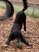 soos Creek Kennels