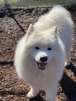 soos Creek Kennels