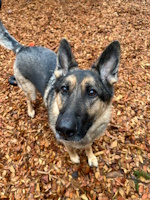 soos Creek Kennels