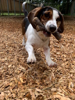 soos Creek Kennels