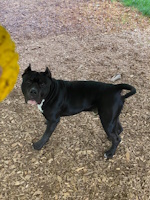 soos Creek Kennels