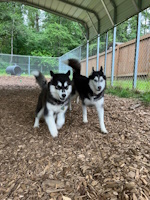 soos Creek Kennels
