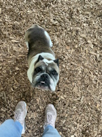 soos Creek Kennels