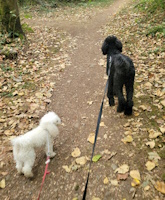 soos Creek Kennels