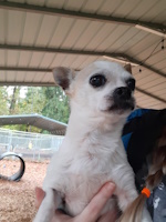 soos Creek Kennels