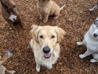 soos Creek Kennels