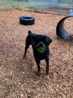 soos Creek Kennels
