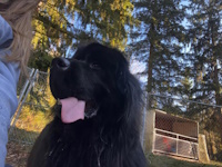 soos Creek Kennels