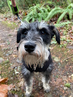soos Creek Kennels