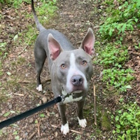 soos Creek Kennels