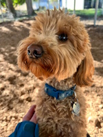 soos Creek Kennels