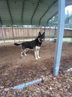 soos Creek Kennels