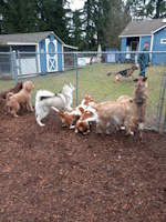 soos Creek Kennels