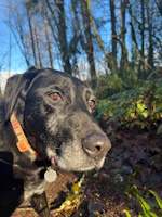 Ziva