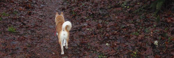 dog walks