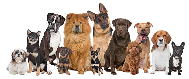 dog boarding services