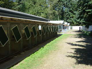 dog boarding Kent WA